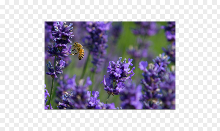 Bee English Lavender French Honey Common Sage PNG