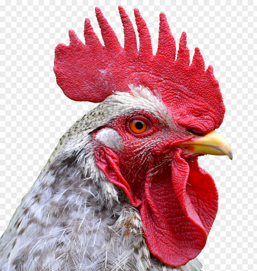 Chicken Rooster Poultry Farming Comb PNG