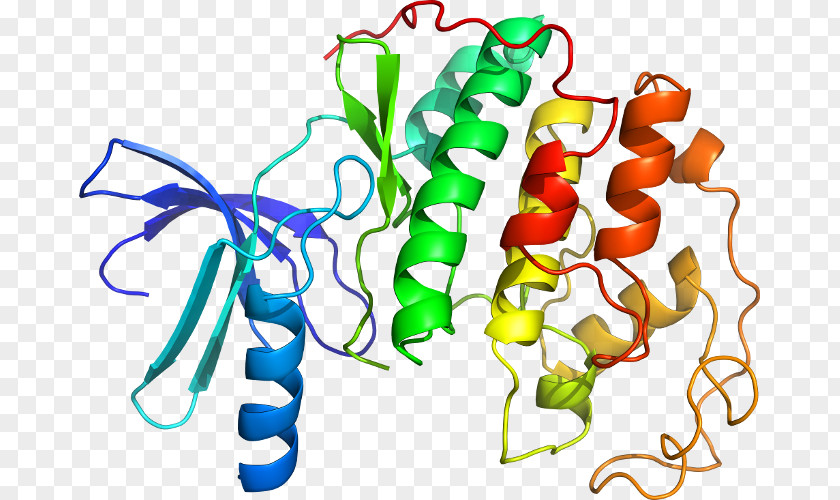 Cyclindependent Kinase 1 Cyclin-dependent 2 Protein PNG