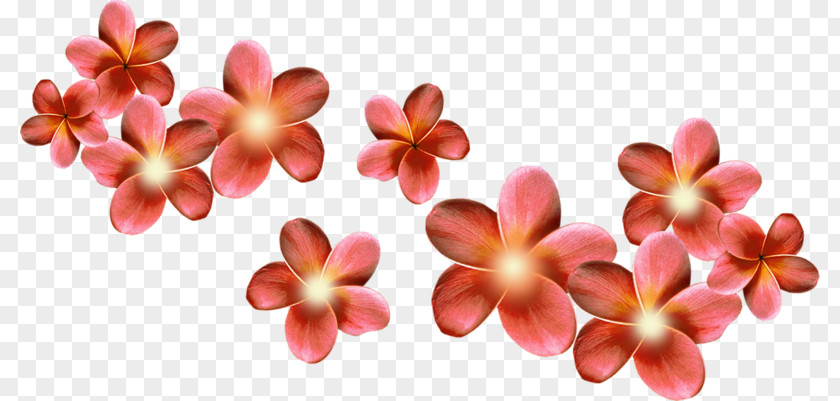 Flower Piccole Cose .de Petal PNG