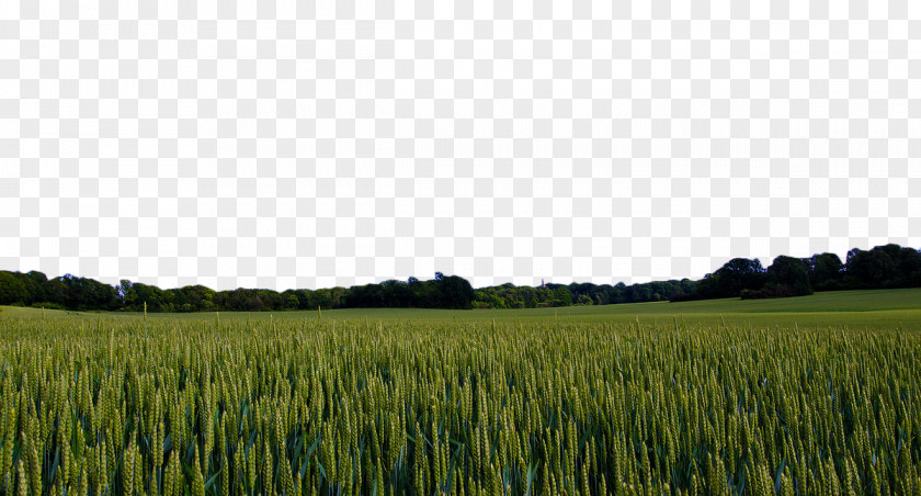 Green Wheat Field Sweden Landscape Pixabay Nature PNG