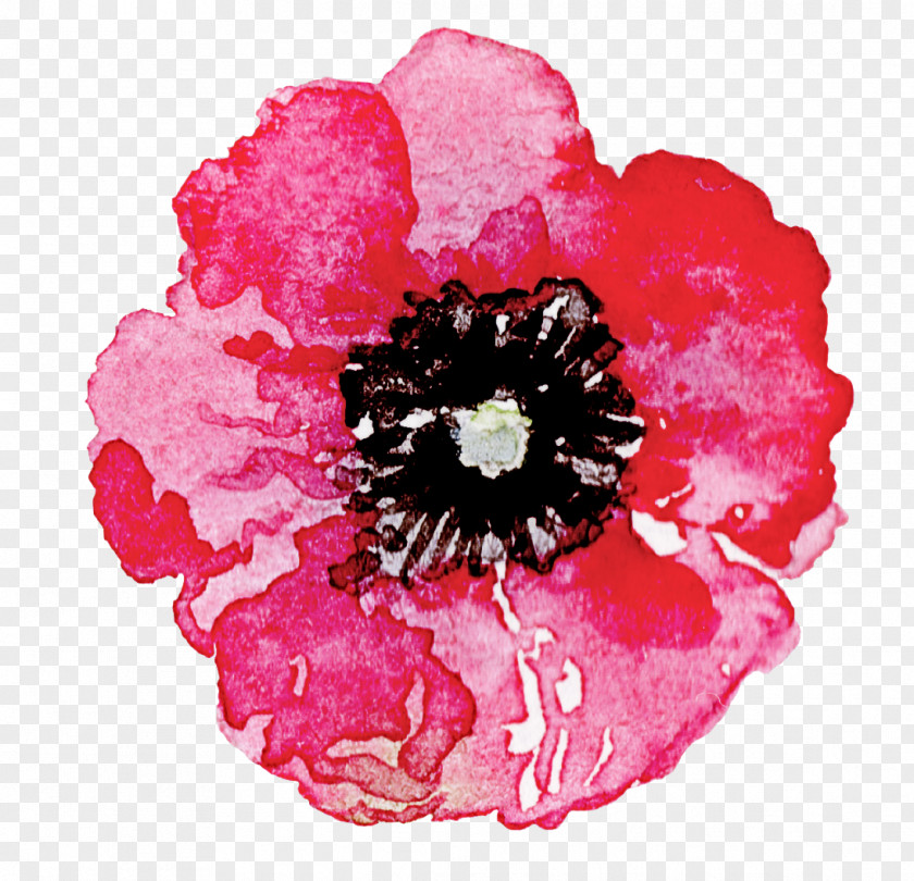 Poppy Family Pink Petal Flower Plant Oriental PNG