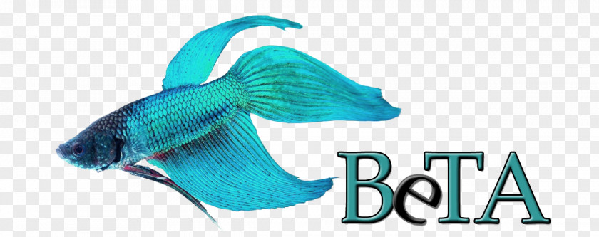 Beta Fish Siamese Fighting Butterfly Tail Koi Veiltail PNG