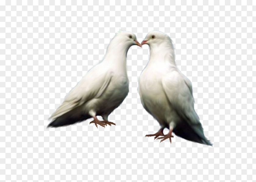 Couple Of Pigeons Domestic Pigeon Bird Columbidae Clip Art PNG