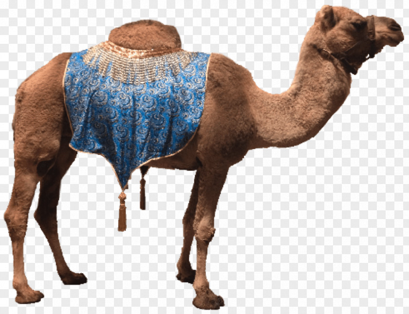 Islamic Background Dromedary Clip Art Bactrian Camel Image PNG