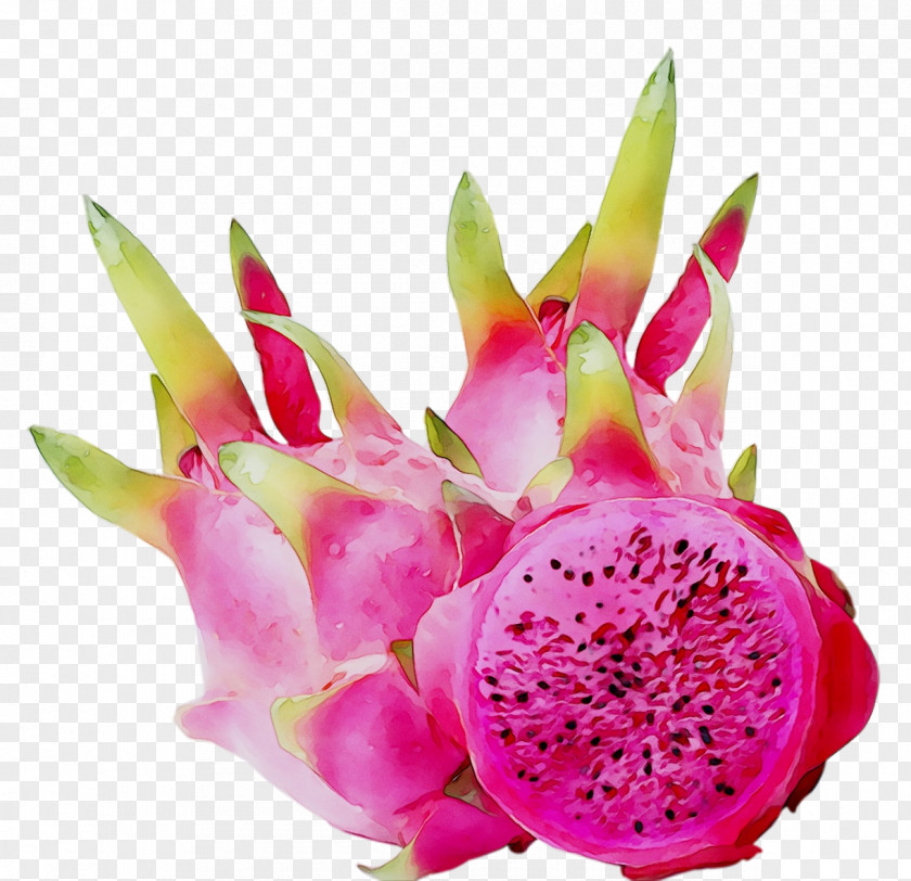 Pitaya PNG