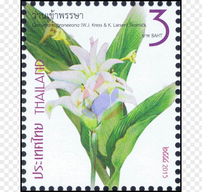 Postage Stamps Ginger Zingiber Spectabile Rhynchanthus Longiflorus Greater Galangal PNG