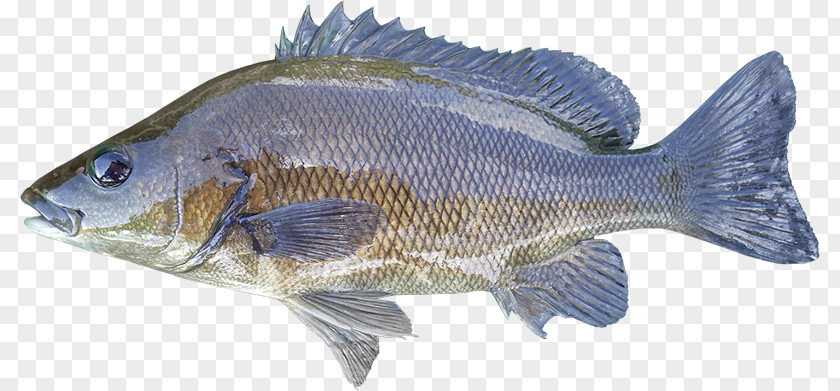 River FISH Tilapia Sooty Grunter Syncomistes Animal Fish PNG