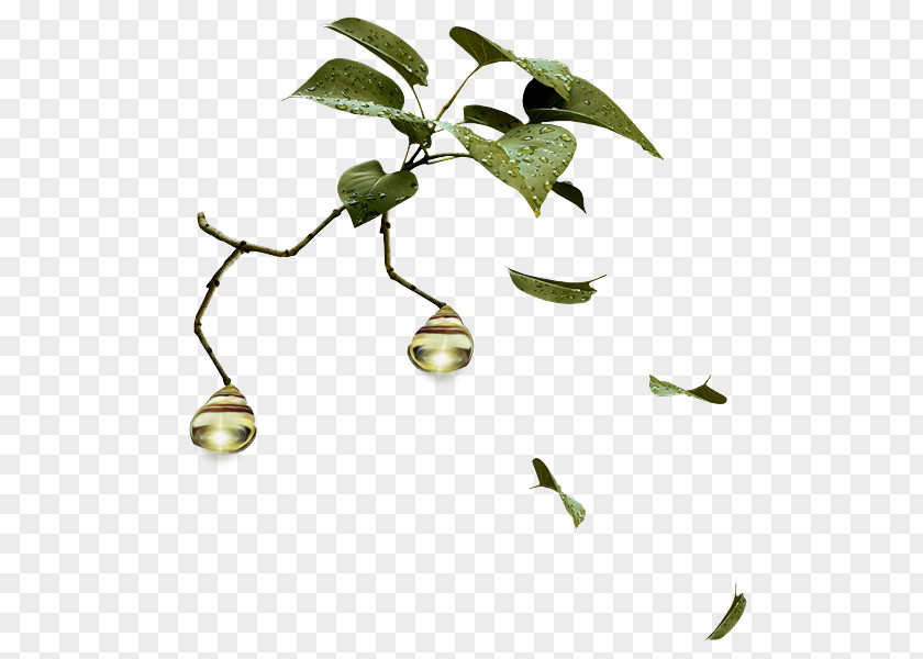 Tree Branch Shrub Leaf Clip Art PNG
