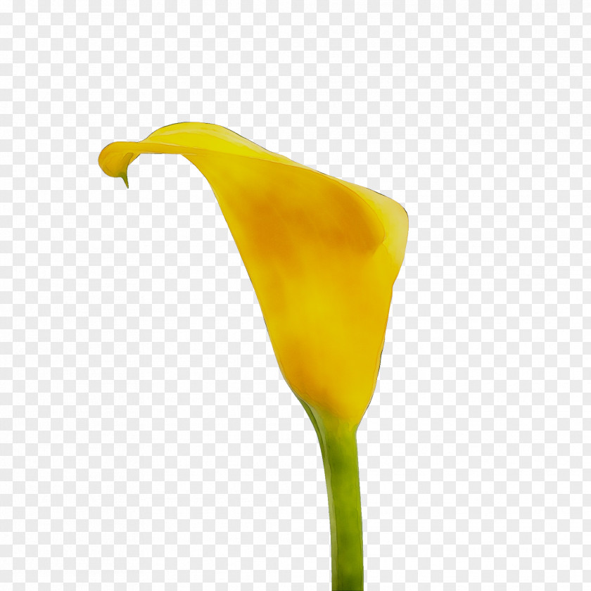 Yellow PNG