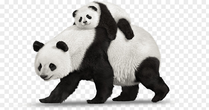 Bear A Book For Kids About Pandas: The Giant Panda Child PNG