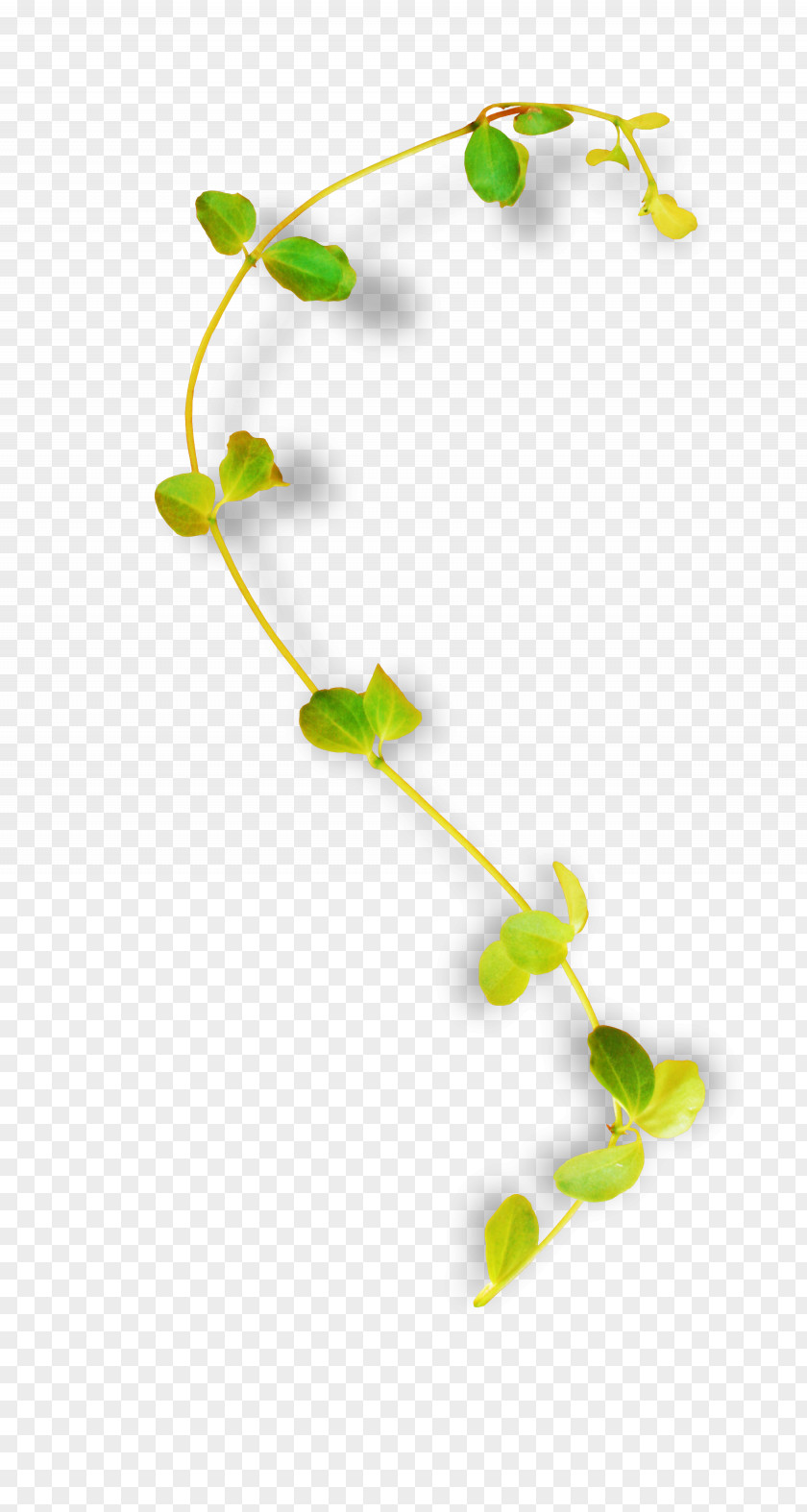 Beg Graphic Leaf Image Design Plants PNG