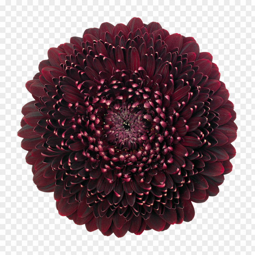 Black Pearl Transvaal Daisy Mans Allure Gerbera Cut Flowers Wholesale Floristry PNG