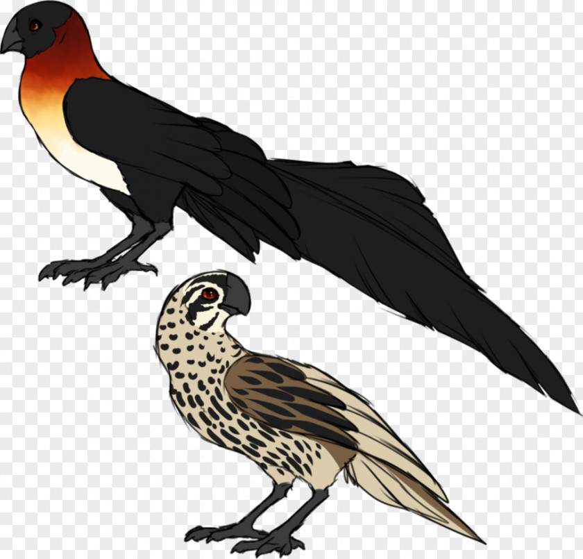 Feather Finch Beak Cuckoos Falcon PNG