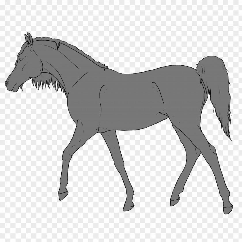 Horse Foal Mane Pony Stallion PNG