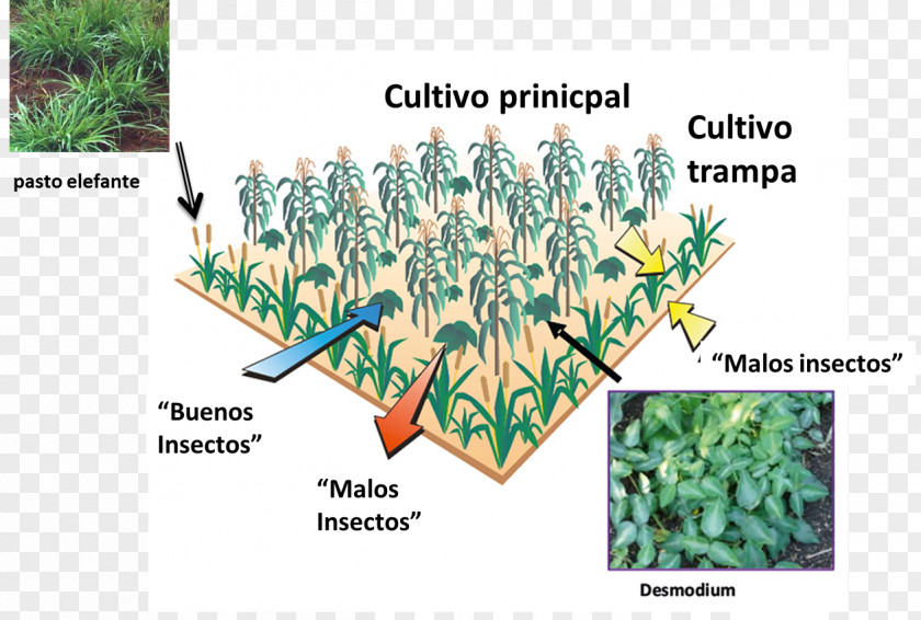 Miscanthus Senegal Context Agroecology Presentation PNG