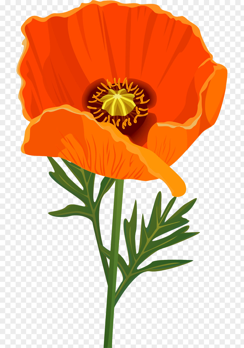 Flower Poppy Clip Art PNG