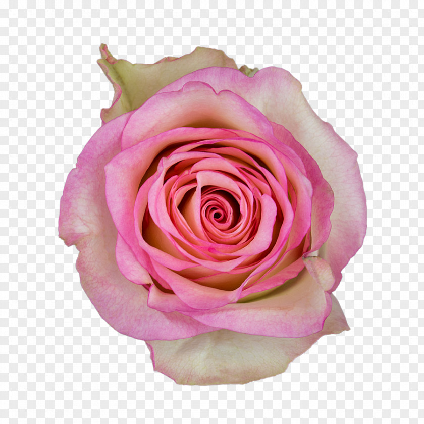 Kissing Suzy Kolber Garden Roses Cabbage Rose Floribunda Cut Flowers Petal PNG