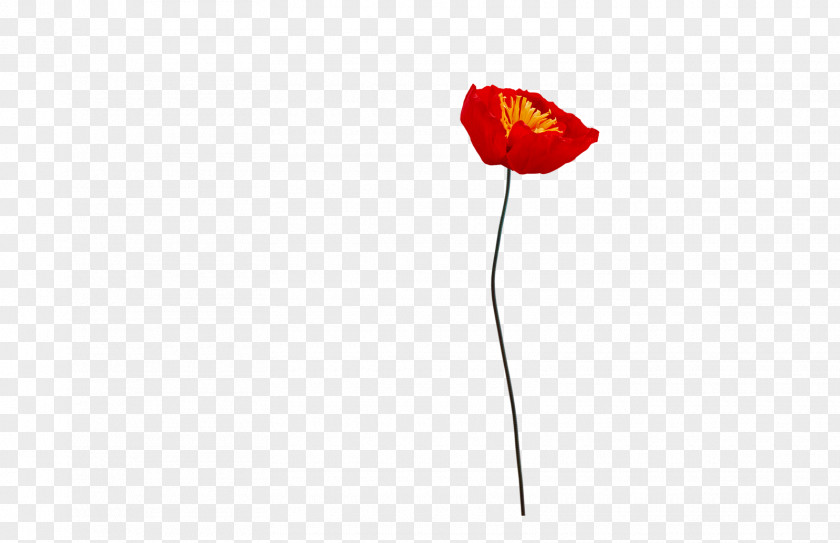 Poppy Flowering Plant Petal Stem PNG