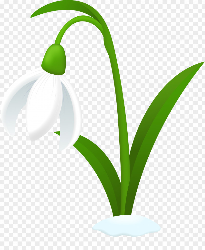 Snowdrop Australian Cuisine Clip Art PNG