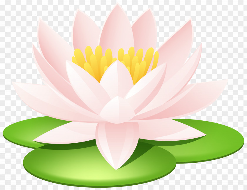 Water Lily Transparent Image Nelumbo Nucifera Egyptian Lotus Nymphaea Seed Sacred Tattoo PNG