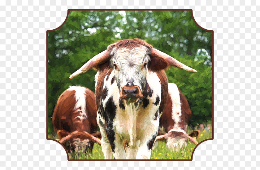 Billing Texas Longhorn Dairy Cattle English Art Goat PNG