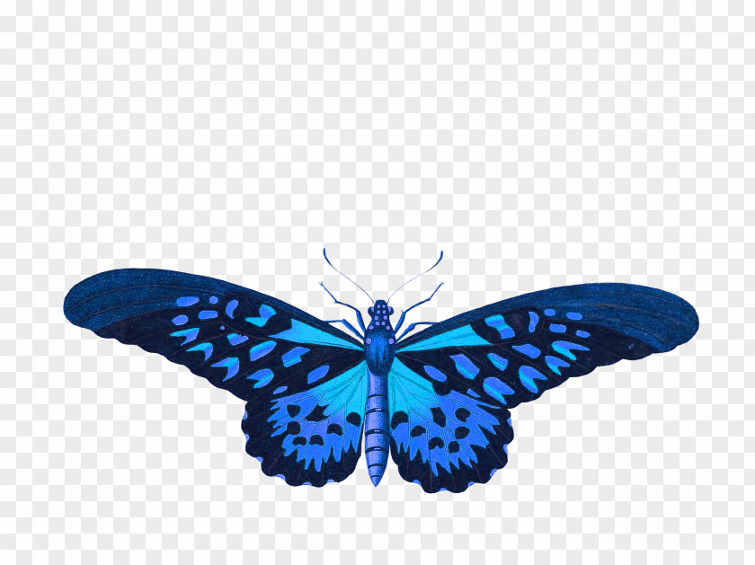 Butterfly Swallowtail Insect Old World Stock.xchng PNG