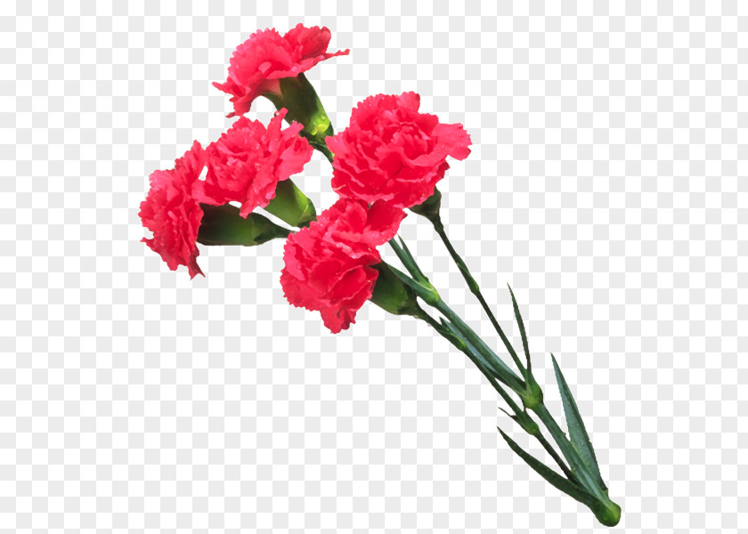Carnation تهنئة Message YouTube PNG