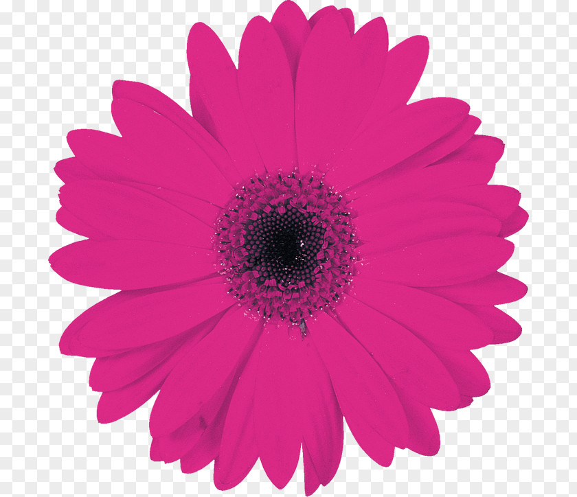 Flower Transvaal Daisy Cut Flowers Floral Design Party PNG
