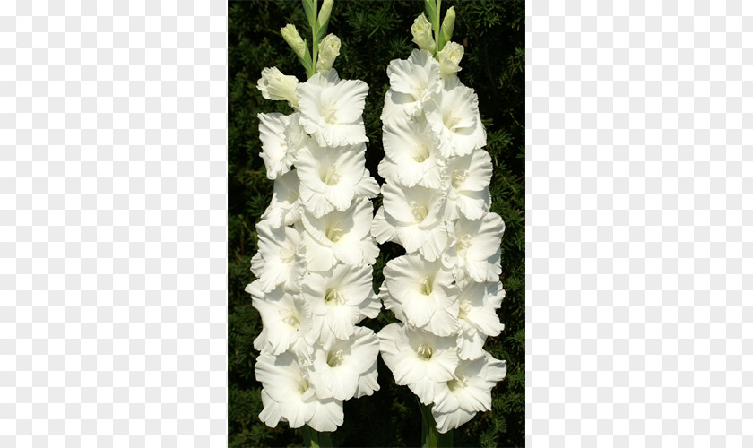 Gladiolus Coppertips Plant Cut Flowers PNG