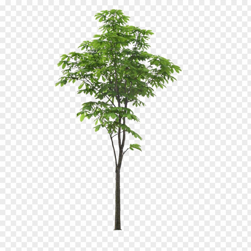 Landscape Foreground Tree PNG
