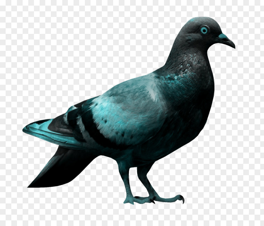 Bird Columbidae Japanese Wood Pigeon Clip Art PNG