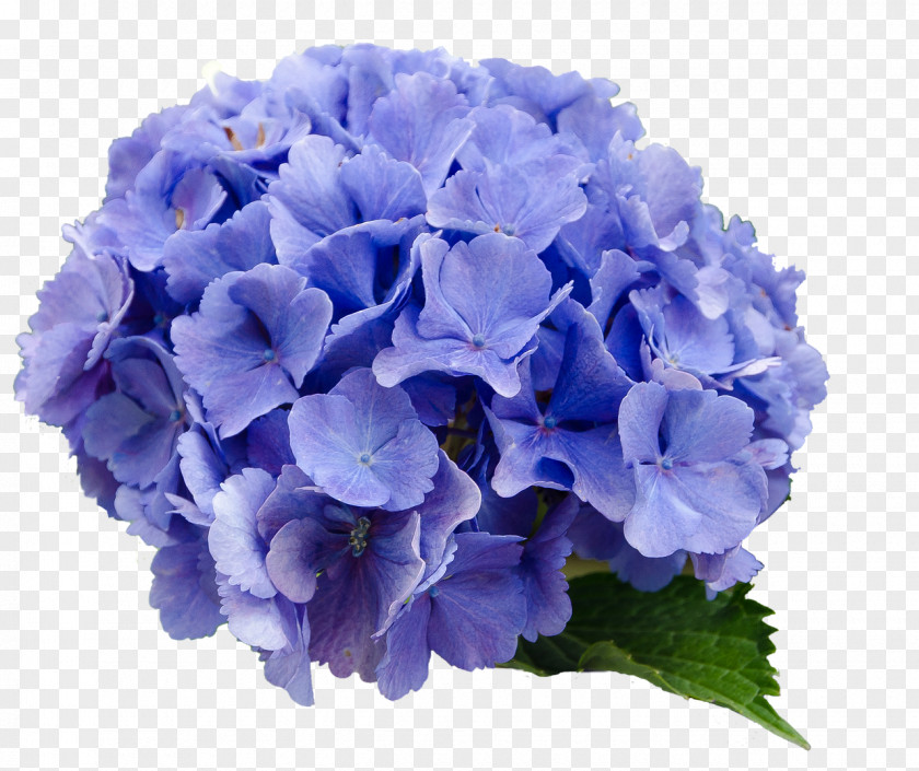 Flower French Hydrangea Blue PNG