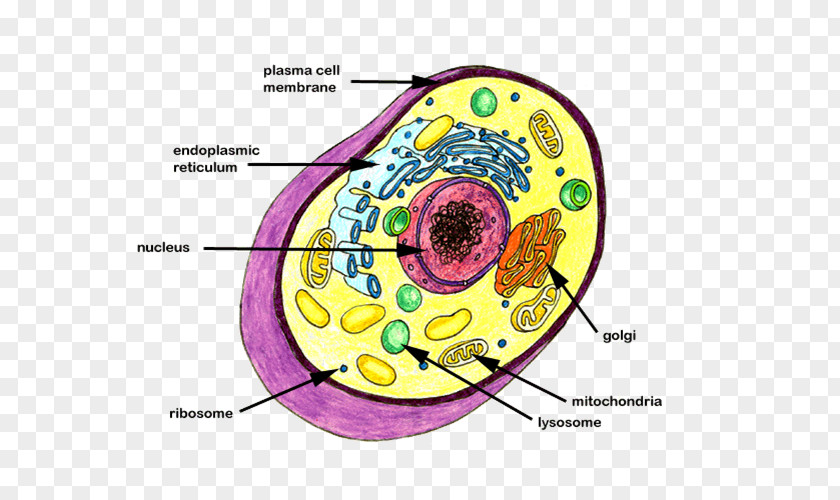 Animal Cell DNA Nucleus Prokaryote Biology PNG