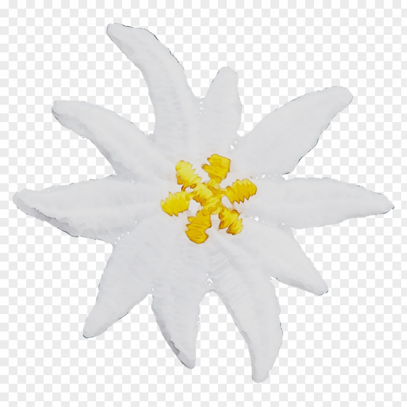 Cut Flowers Flowering Plant Plants PNG