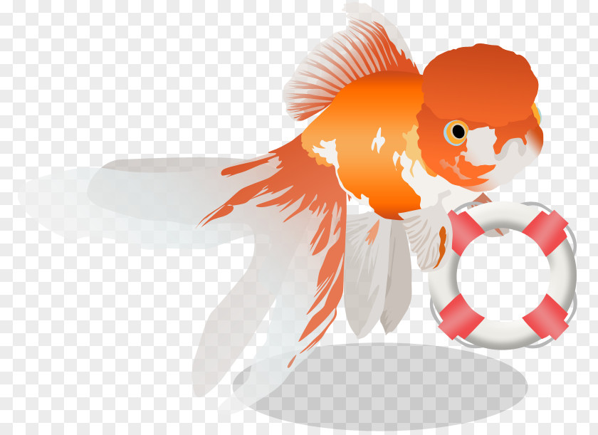Goldfish Vertebrate Clip Art PNG