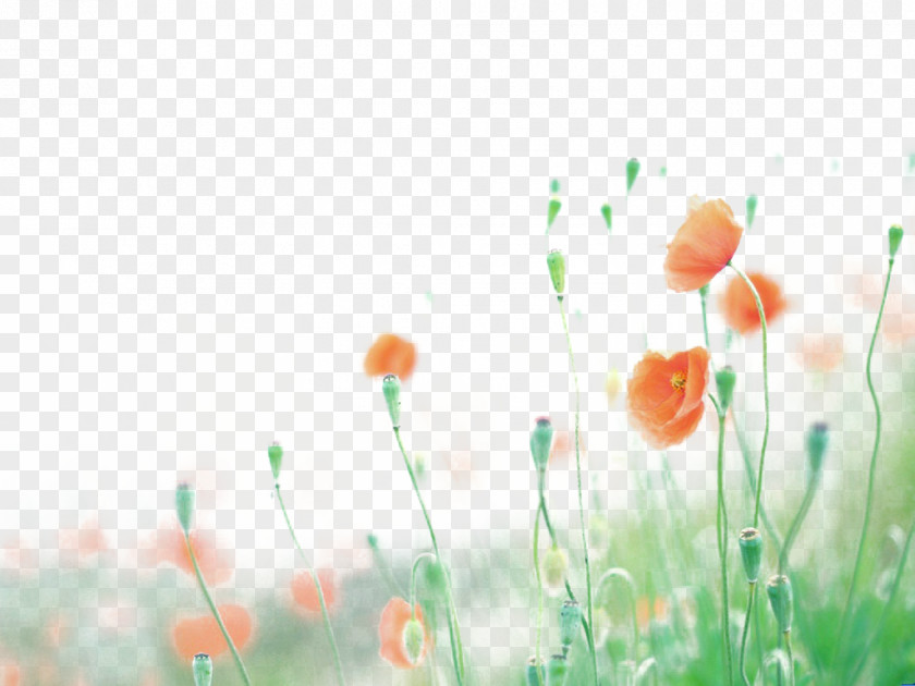 Hazy Floral Background Foreground Flower Poppy Wallpaper PNG