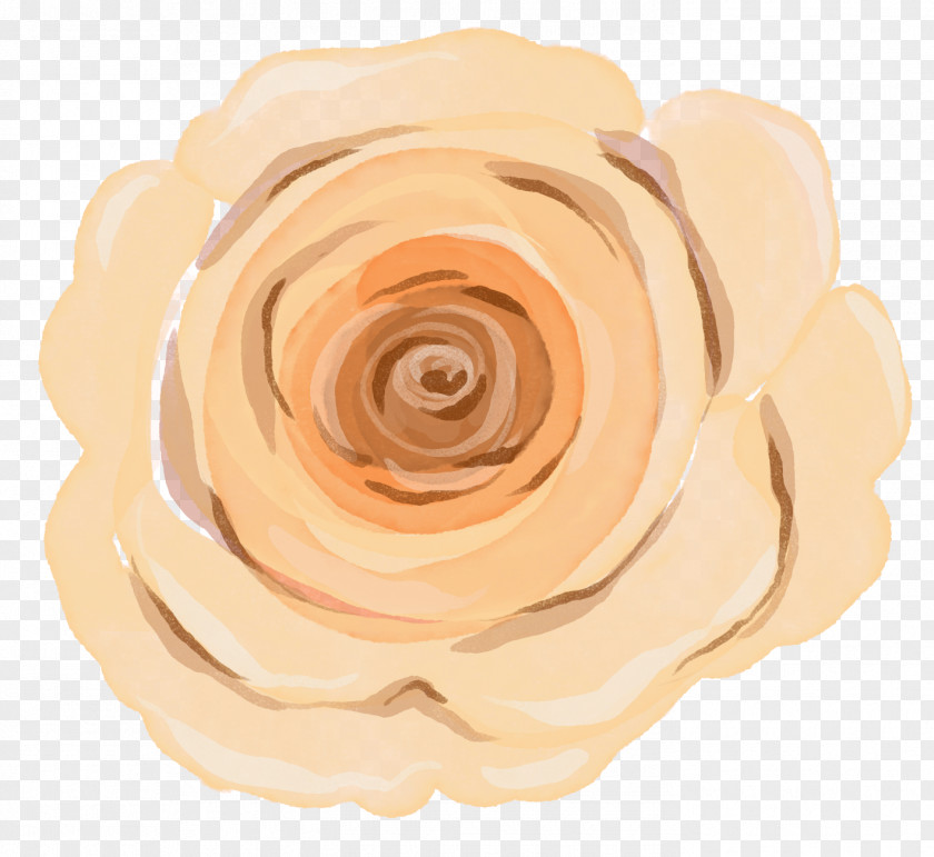 Peach Rose Family PNG