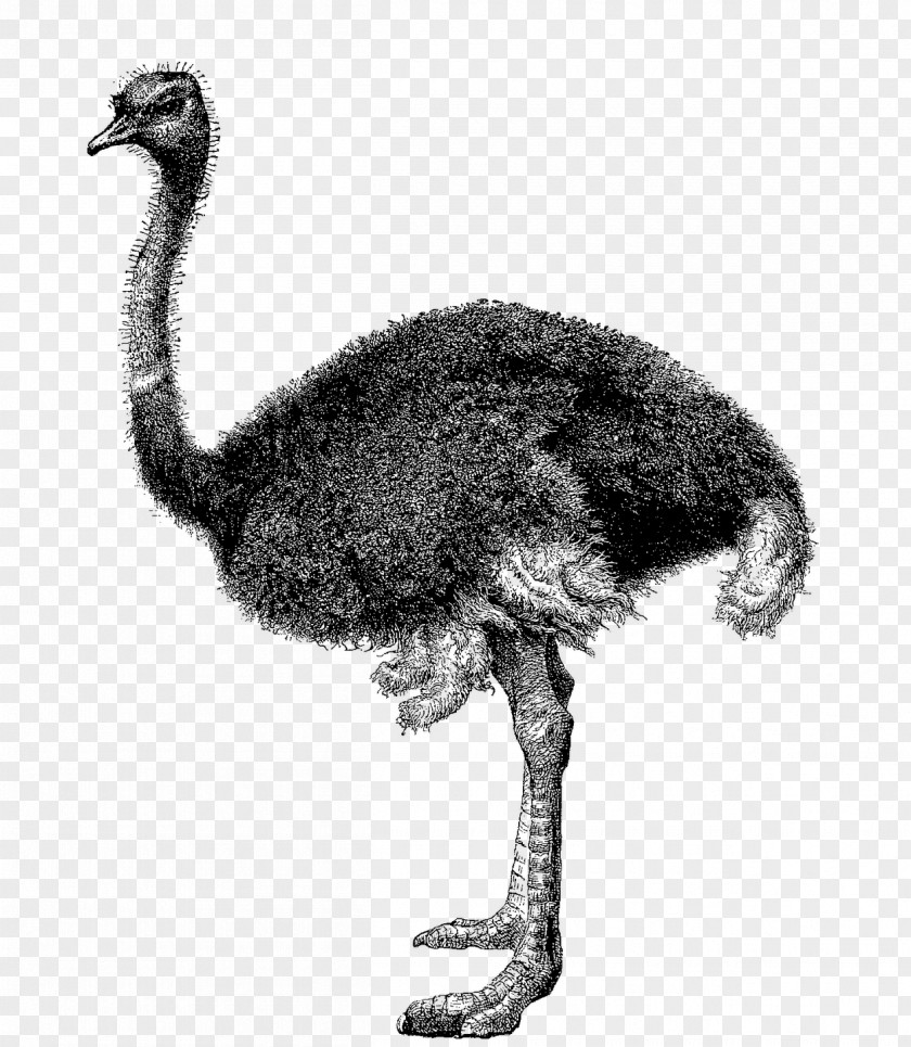 Common Ostrich Clip Art Ostriches Greater Rhea Image PNG