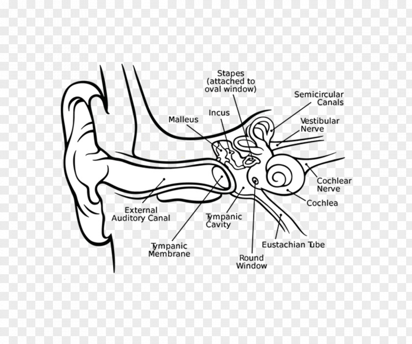 Human Ear Cochlea Middle Inner Eardrum PNG