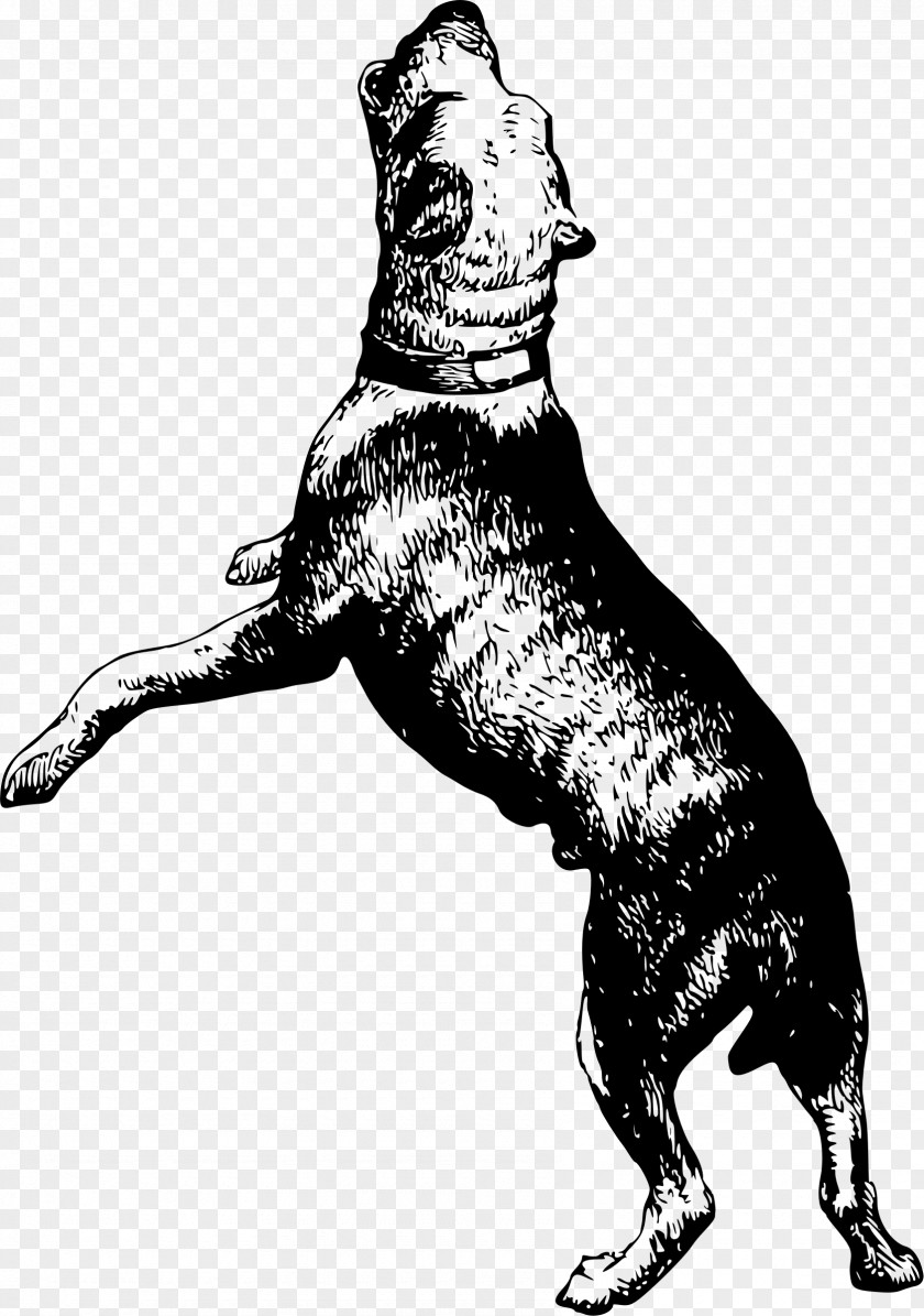 Bull Dog Canidae Drawing Pet Mammal PNG