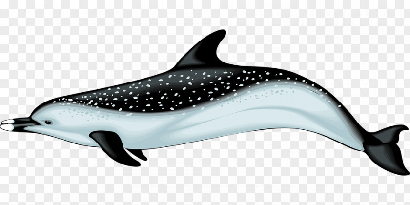 Dolphin Common Bottlenose Porpoise Clip Art PNG