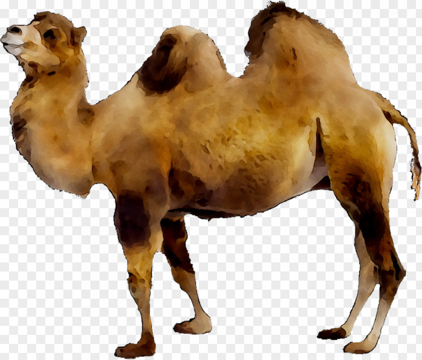 Dromedary Bactrian Camel Llama Australian Feral Camelops PNG