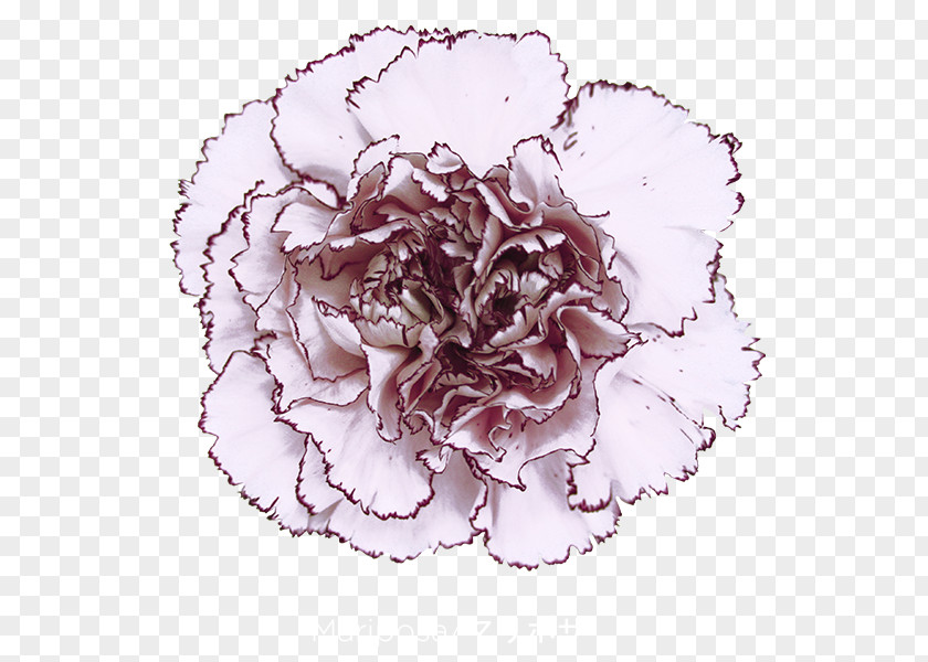 Flower Cabbage Rose Carnation Cut Flowers Petal PNG