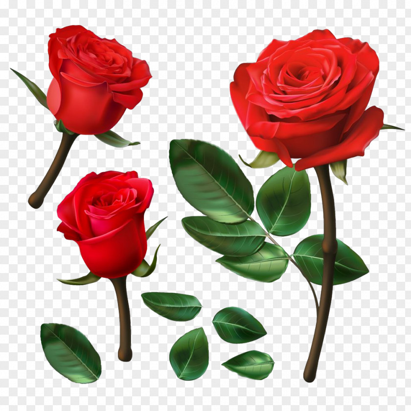 Garden Roses PNG