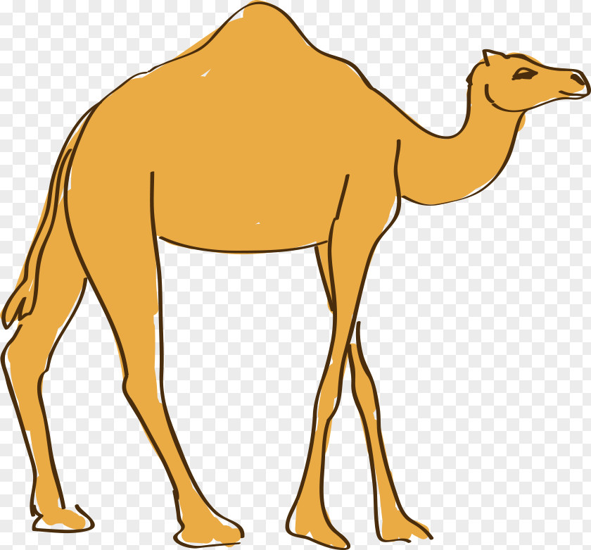 Hand-painted Cartoon Camel Dromedary Drawing Animation PNG