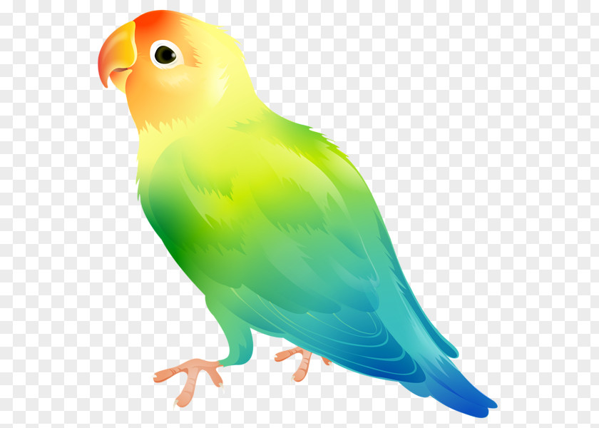 Parrot Domestic Canary Yellow-collared Lovebird Clip Art PNG