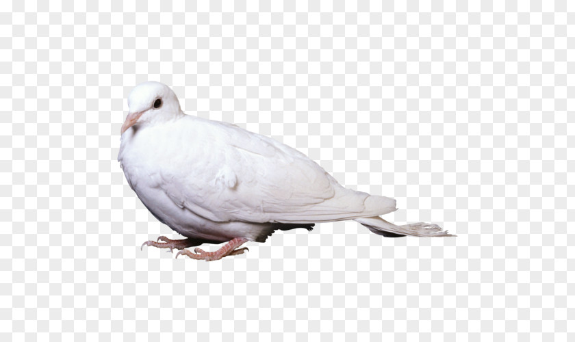 Bird Stock Dove Domestic Pigeon Columbidae Squab PNG