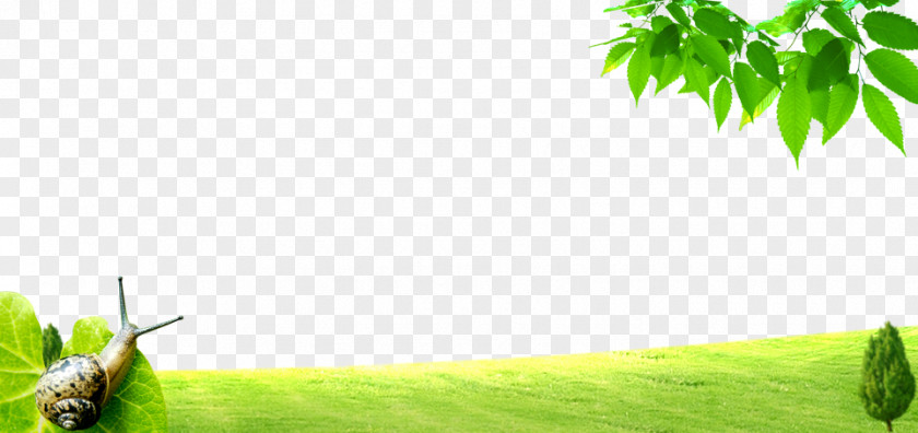 Fresh Green Grass Lawn Poster PNG