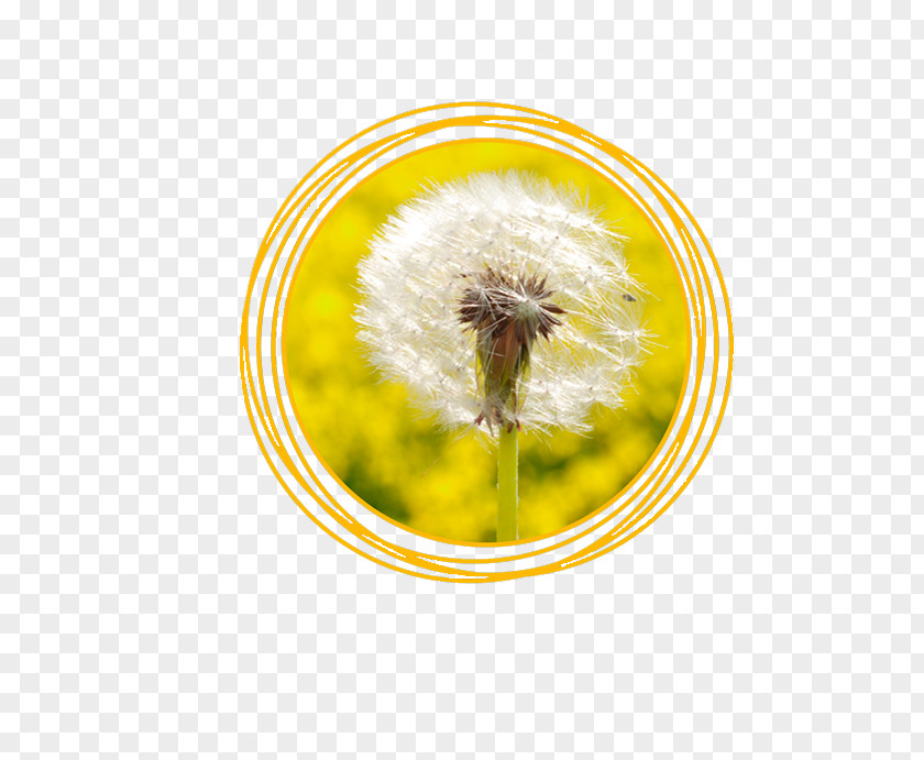 Jesus Quintana Honey Bee Common Dandelion Seed Pollen Liver PNG